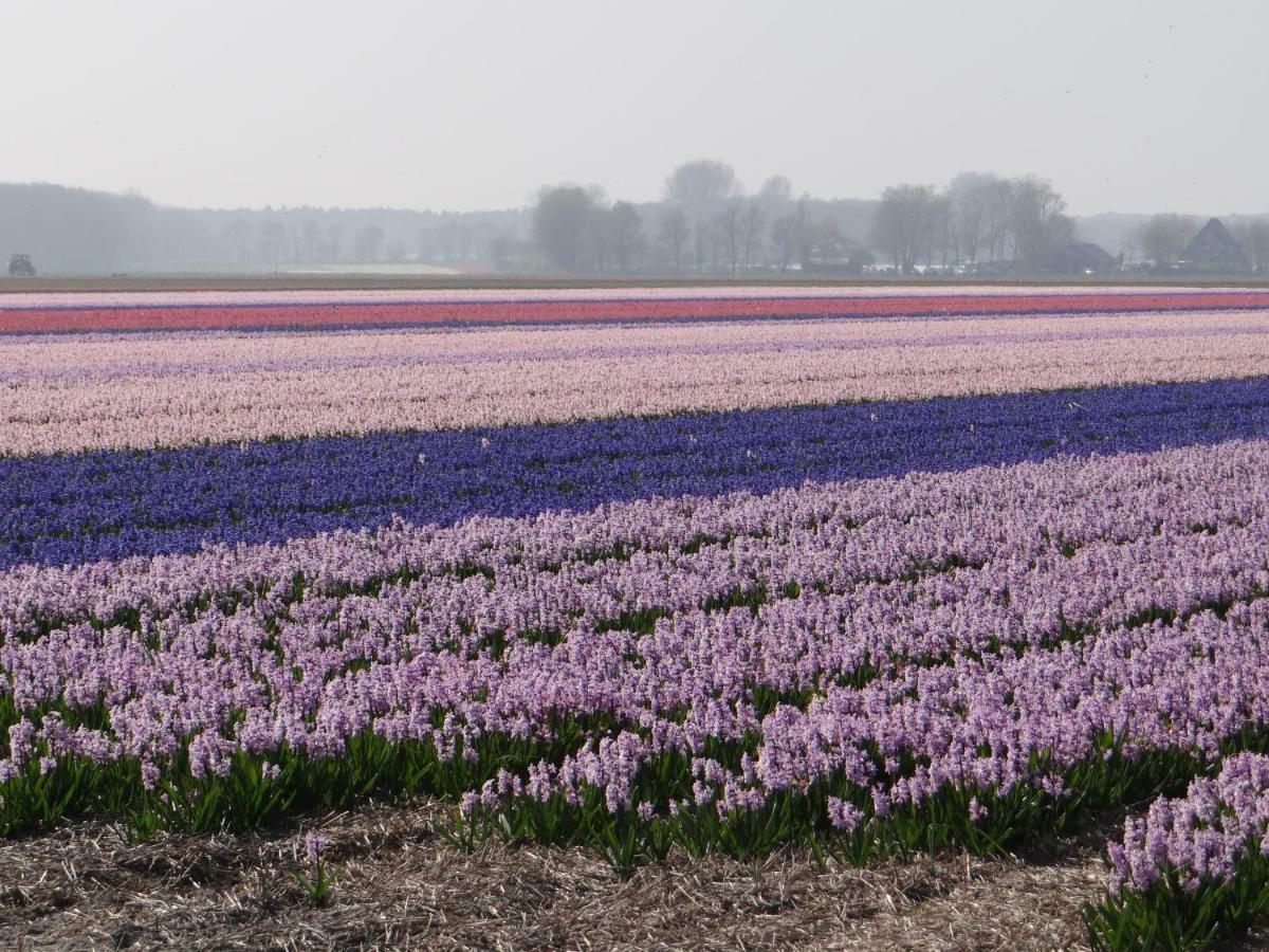 Villa La Vida Egmond aan Zee Kültér fotó